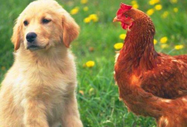 属鸡与属狗的人如何破解？
