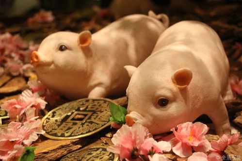 属猪的人几月出生最好命，八月富贵