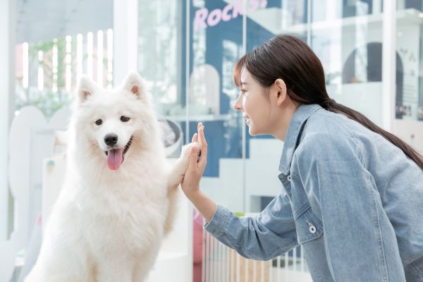 属狗的人一生运势 属狗人一辈子运势详解