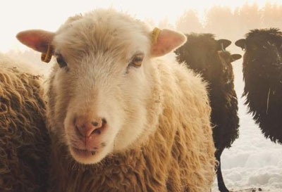 2003 年属羊的人性格、命运及羊与人类生活的密切关系