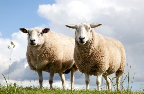 2003 年出生的人属相为羊，属羊的生肖五行、婚配表全解析