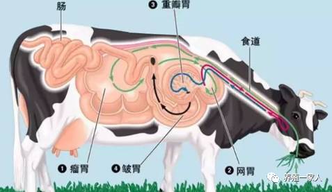 跟随韩小强老师学习牛羊养殖技术，追求绿色健康安全养殖