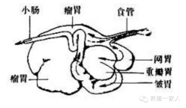 跟随韩小强老师学习牛羊养殖技术，追求绿色健康安全养殖