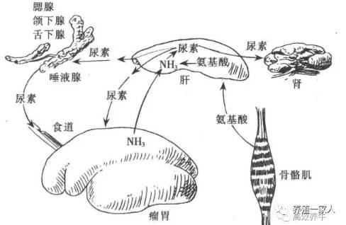 跟随韩小强老师学习牛羊养殖技术，追求绿色健康安全养殖