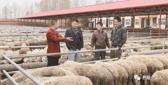 跟随韩小强老师学习牛羊养殖技术，追求绿色健康安全养殖