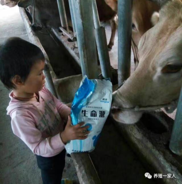 跟随韩小强老师学习牛羊养殖技术，追求绿色健康安全养殖