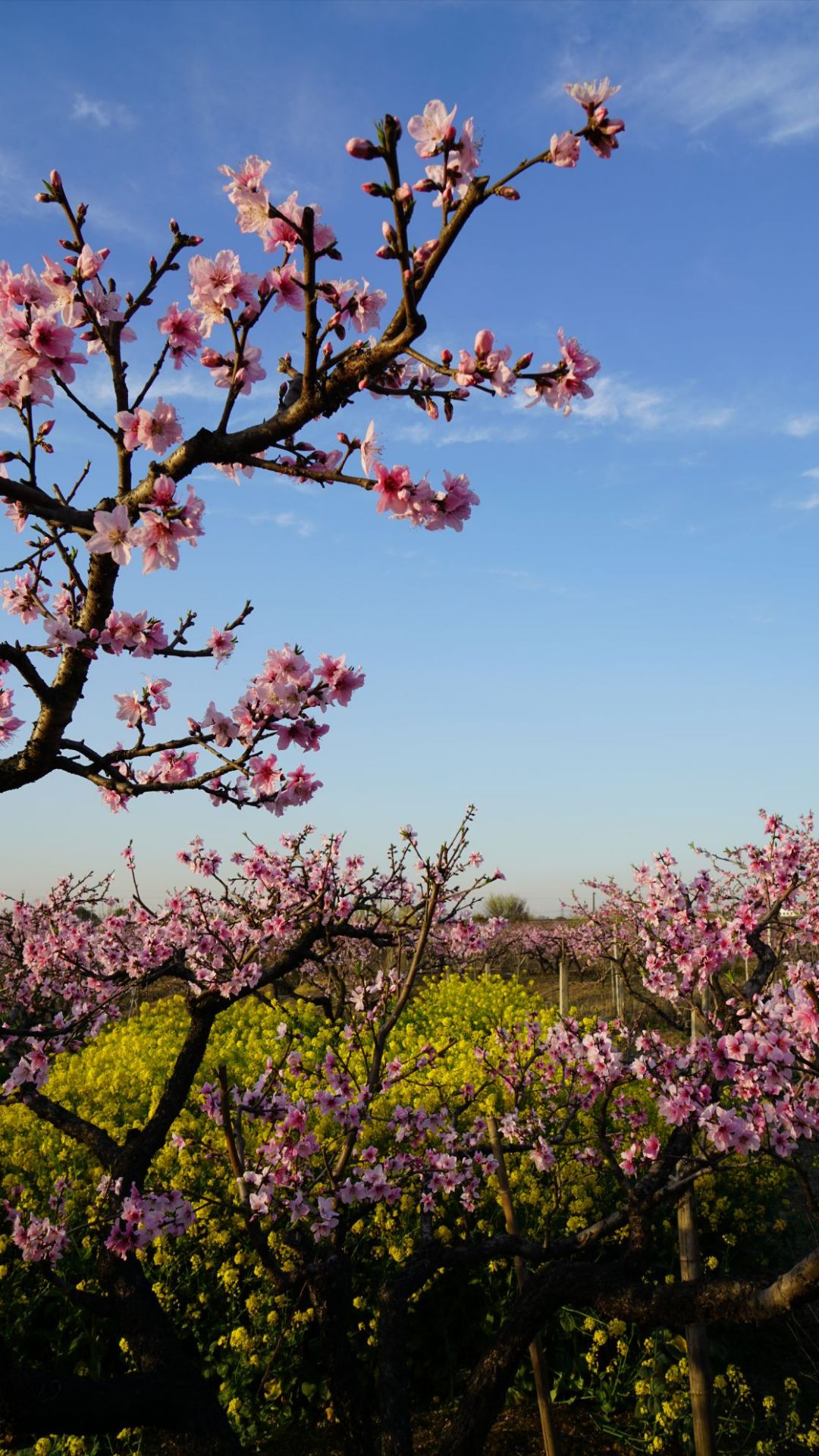 农历闰四月爱情运大揭秘！你的桃花会灿烂吗？